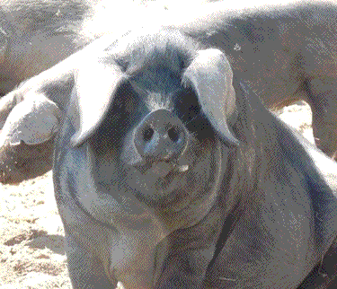 typical large black sow