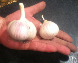 buy german white garlic