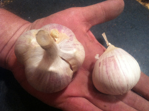 extra large 3" german white garlic bulbs