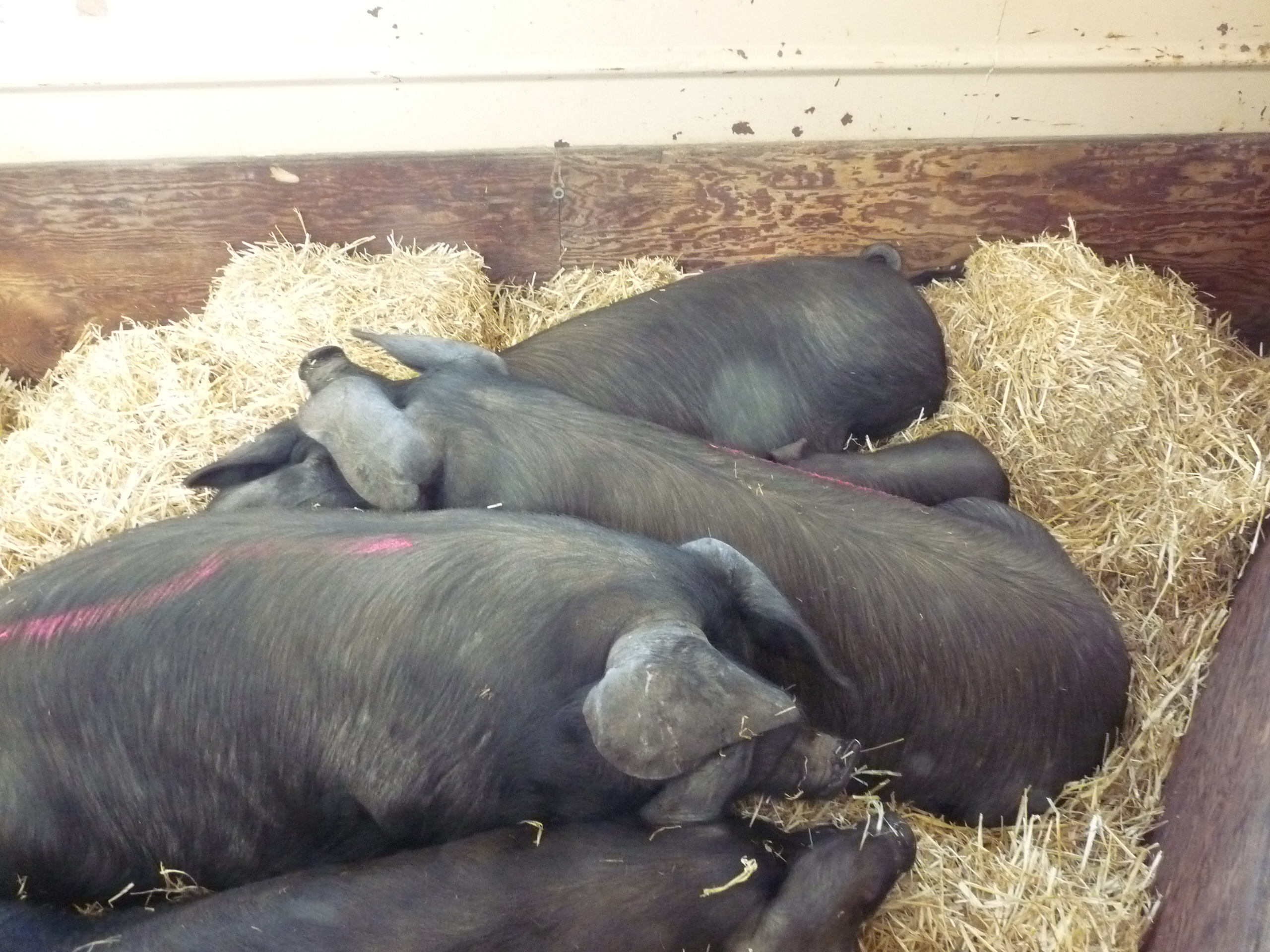 pile of large black hog