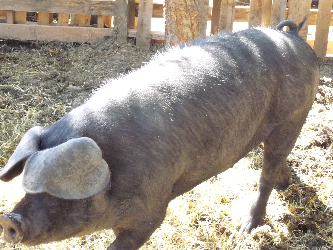largeblack hog
