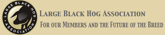 large black hog association